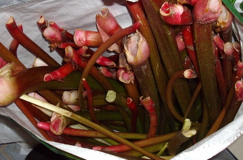 Why Doesn't my Rhubarb Turn Red