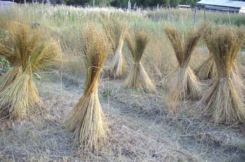 Flax on sale into linen