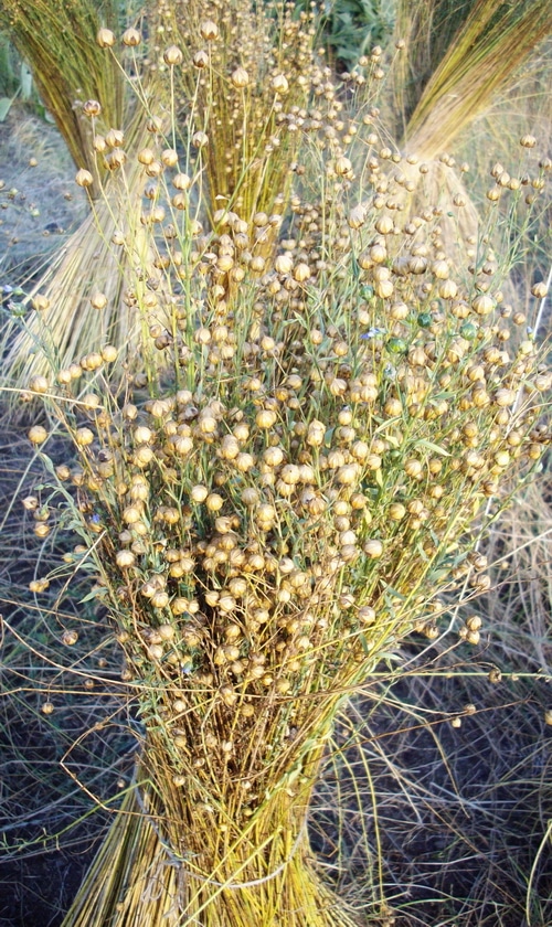 Grow Flax For Linen In Your Garden