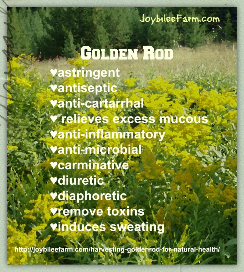 Goldenrod for Natural Health Joybilee Farm DIY Herbs