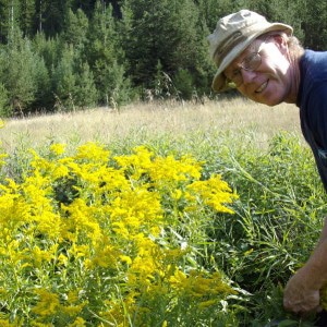 Golden rod harvest