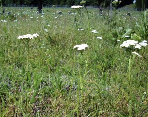 Yarrow