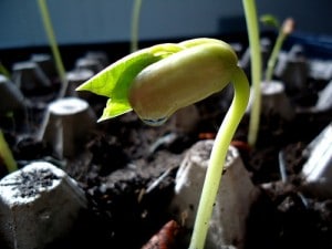 Bean sprout cc Brian Giesbrecht