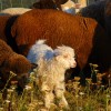 Feeding livestock with GMO-free ingredients for healthy homestead critters.