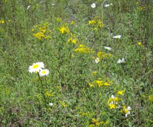 St Johns Wort Flowers