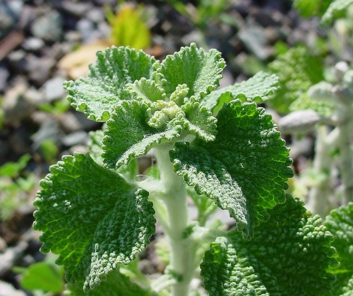 Making Horehound cough drops and other medicinal lozenges for the homestead medicine chest | Joybilee Farm