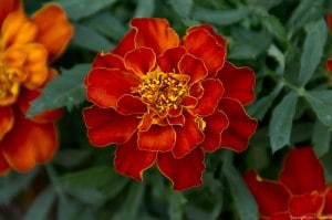 marigold cc Jim Mead flickr stream