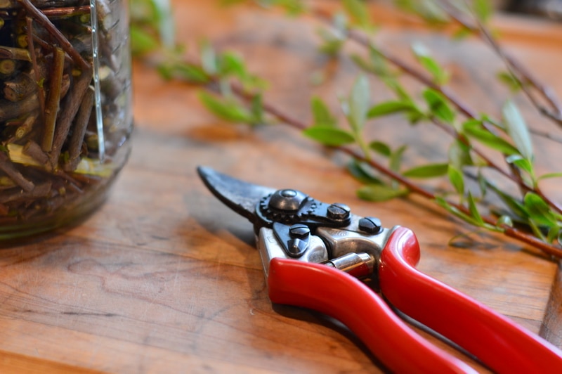 10 Reasons to Grow Basket Willows on Your Homestead Joybilee® Farm