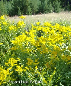 Golden rod is a wild flower of waste places, pastures, and disturbed land.