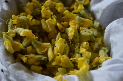 mullein ear oil 4