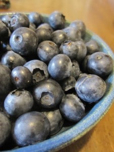Blueberries garden
