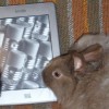 Homestead Kindle Book Club May 19th