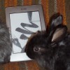 Homestead Kindle Book club May 18th