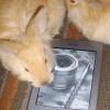 Homestead Kindle Book Club May 22nd