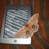 Kindle moth