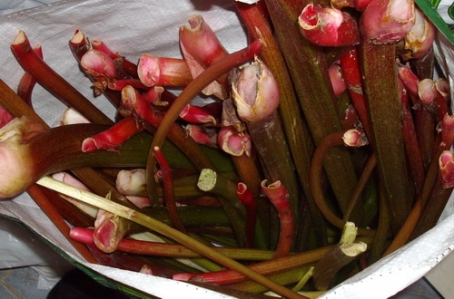 Rhubarb abundance