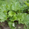 how to grow rhubarb on your homestead