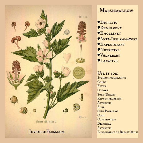 Grow The Marshmallow Plant For Soothing Cooling Herbal Remedies