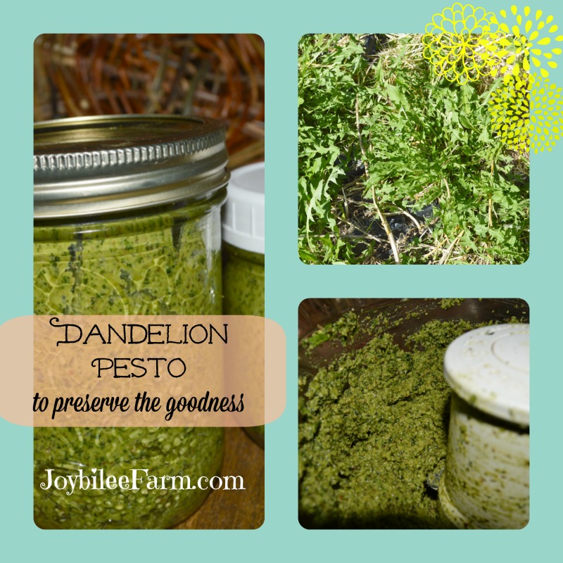 Dandelion Pesto