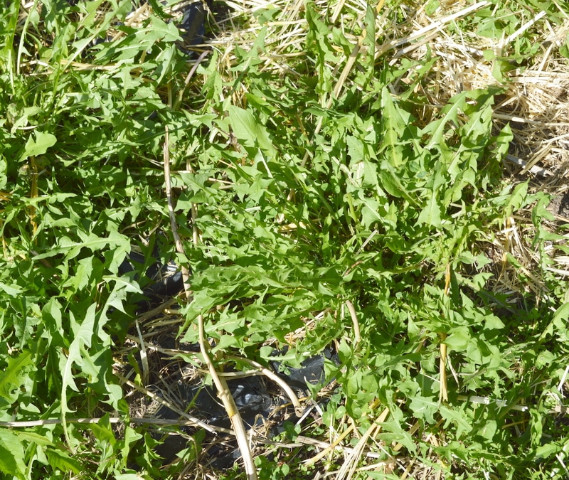 Dandelion rosette