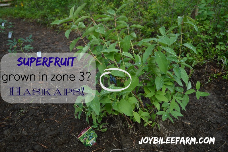 How to Grow Haskaps Joybilee® Farm DIY Herbs Gardening