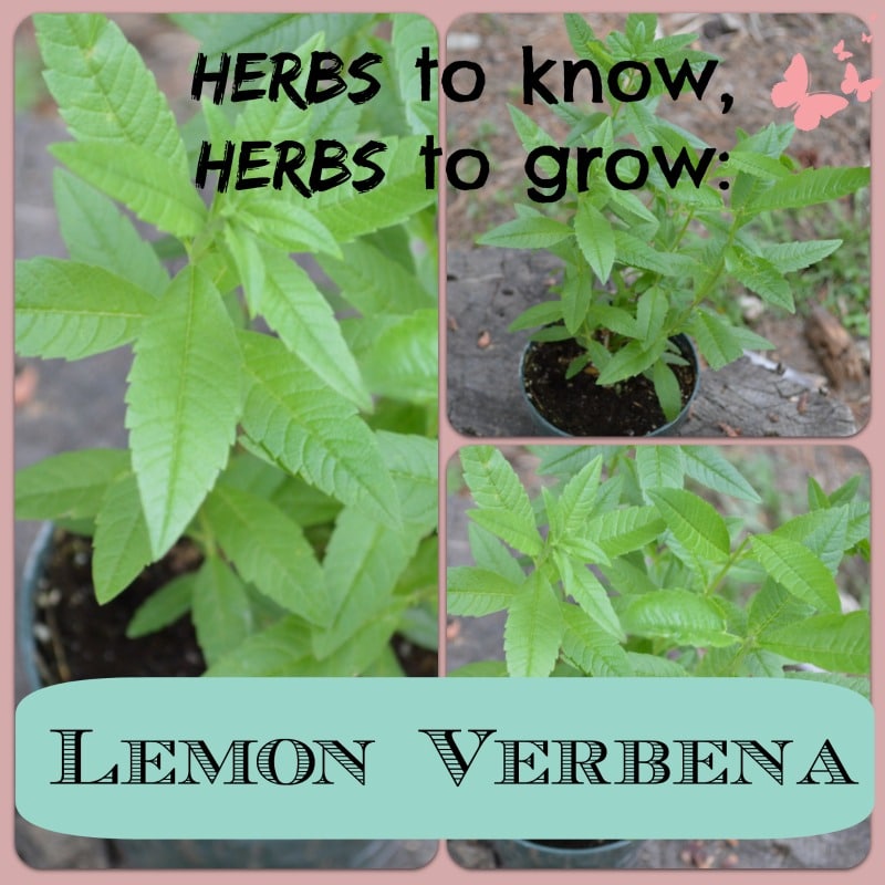 Herbs to Know, Herbs to Grow Lemon Verbena Joybilee® Farm DIY