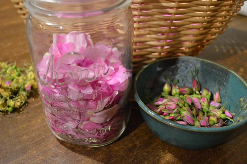 How to Eat a Wild Rose Roses for food and medicine Joybilee® Farm DIY Herbs Gardening