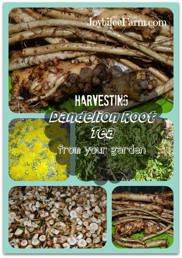 Harvesting Dandelion Root Tea from your garden Joybilee Farm