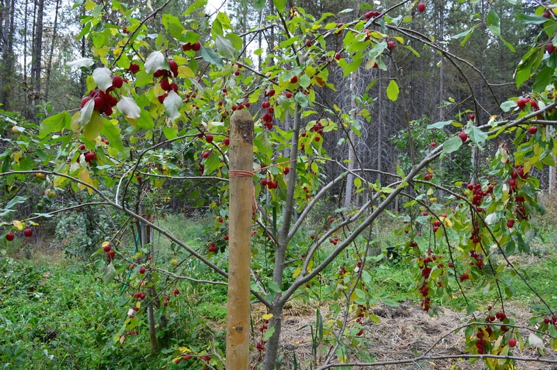 crab apple trees in the garden