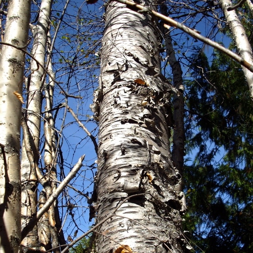 Make Birch Syrup At Home With This Step By Step Guide,Rotel Dip Can