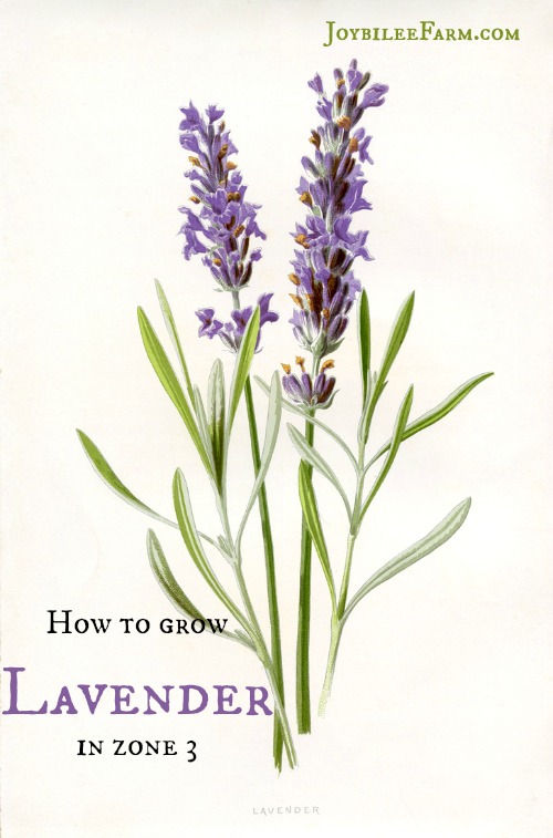 How to grow lavender in zone 3 Joybilee Farm