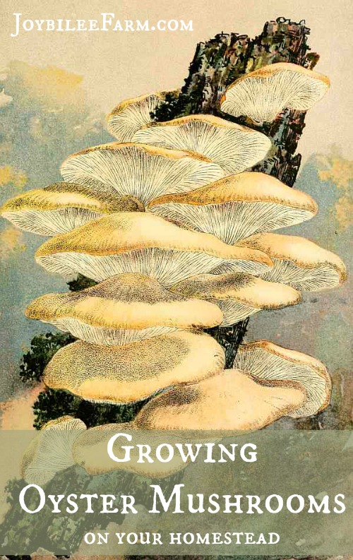 oyster mushrooms