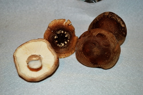 How to grow mushrooms on logs – Joybyilee Farm
