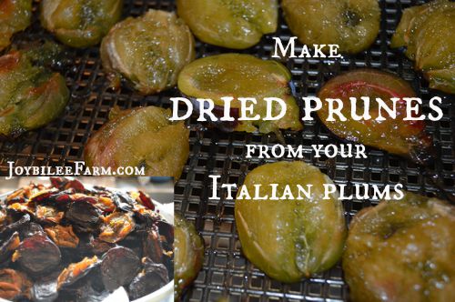 download dried prunes for free download dried prunes for free