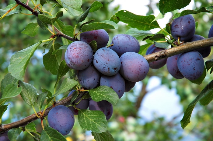 download free prune plum