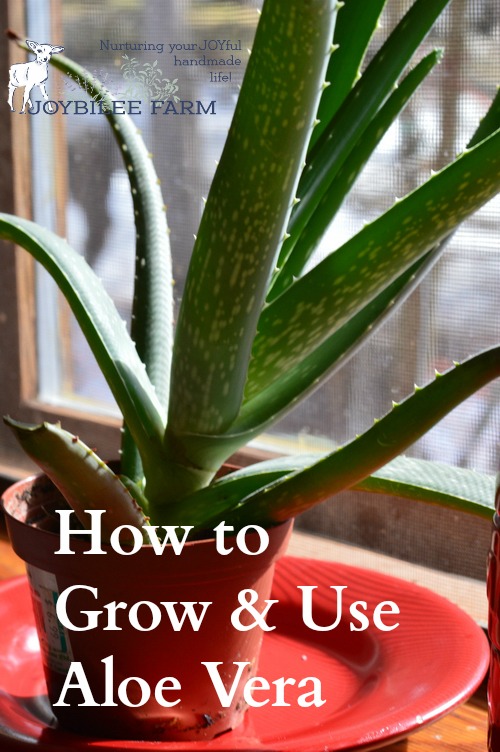 How To Grow And Use Aloe Vera Joybilee® Farm Diy Herbs Gardening 8612