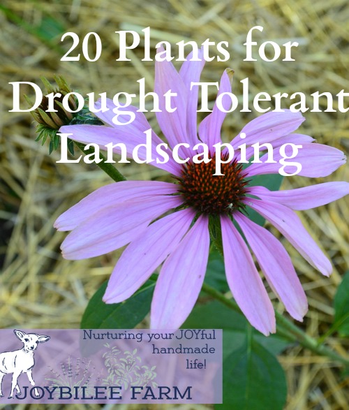 20 Drought Tolerant Plants for Your Zone 3 Garden | Joybilee Farm
