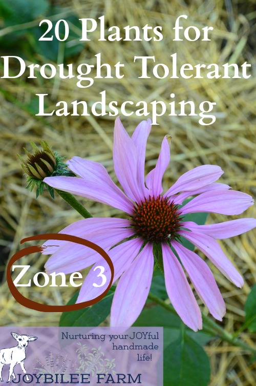 20 Drought Tolerant Plants for Your Zone 3 Garden 