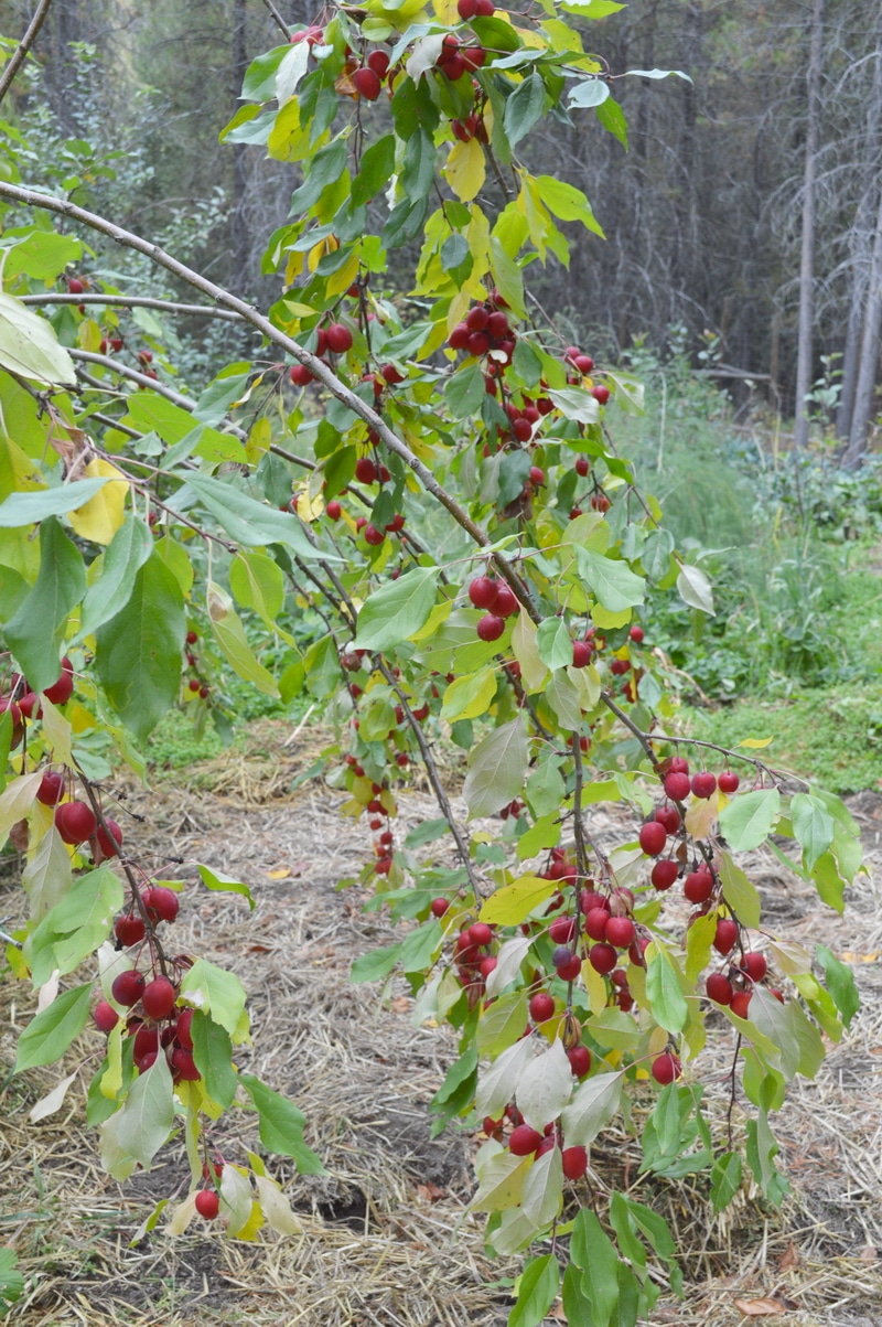 Ripe red crab apples on a branch