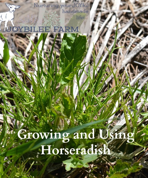 Growing Horseradish and Making Prepared Horseradish