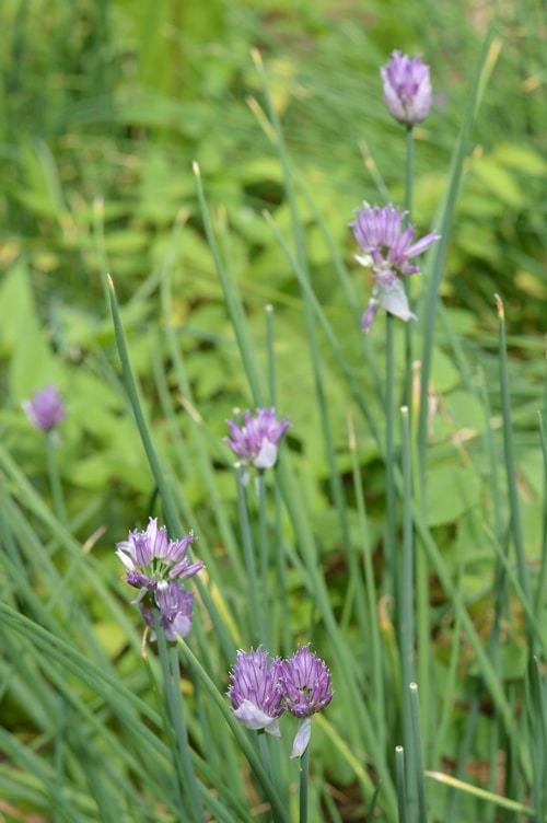 Chives in flower