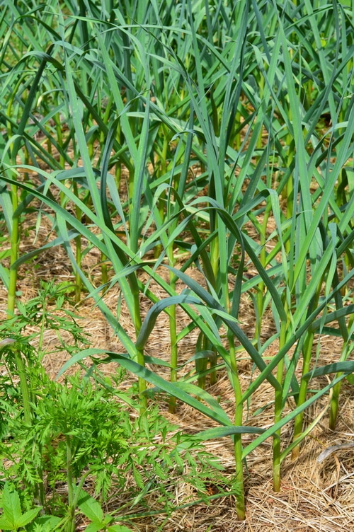 Garlic in rows