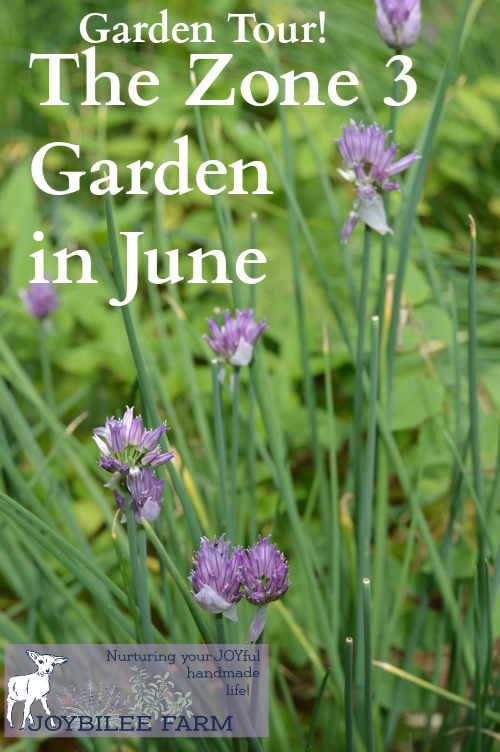 The Zone 3 Garden in June Growing Herbs Joybilee® Farm DIY