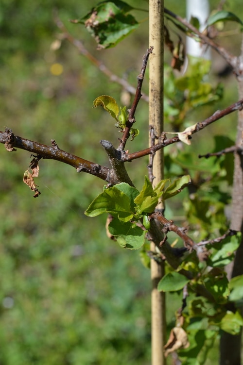 This insecticidal soap spray can be made at home for only a few dollars. It kills garden pests by coating their bodies with oil. Since insects breathe through their skin, it smothers them. Then the oil stays on the leaves making them inhospitable to further predation. But it won’t harm pets or humans. Avoid spraying on fruit shrubs with open flowers and pollinators at work. This can be used on fruit trees, shrubs, canes, and vines. Avoid spraying on the vegetable garden, as the oil will cling to the leaves of your vegetables. It won't harm the vegetables, but it may make them taste funny. For the vegetable garden hand picking and using diatomaceous earth is more effective than a foliar spray. This recipe makes enough to fill a 1 gallon pressurized garden sprayer. This is the pressurized sprayer I have.
