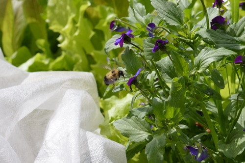 bumble bee on the johnny jump up