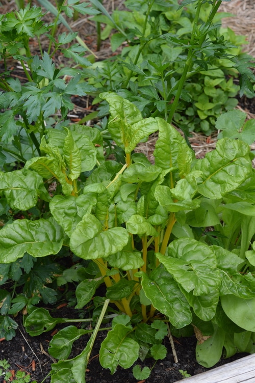 chard setting flowers