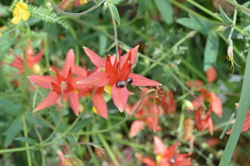 columbine bugs