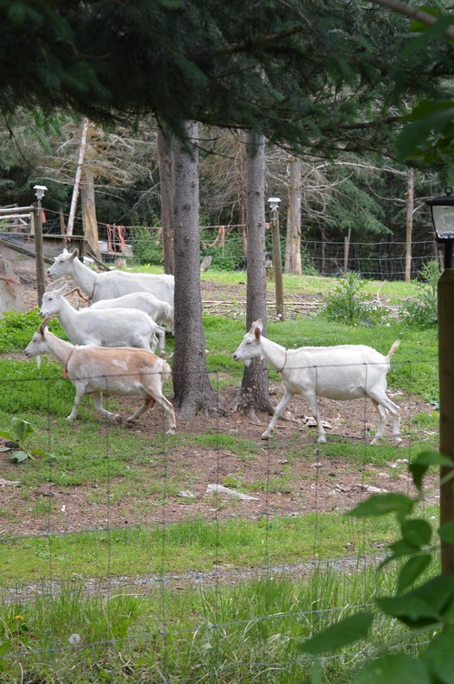 dairy goats