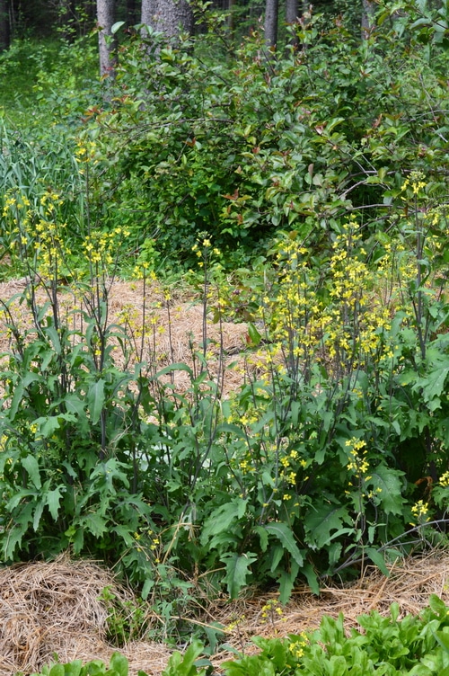 flowering kale