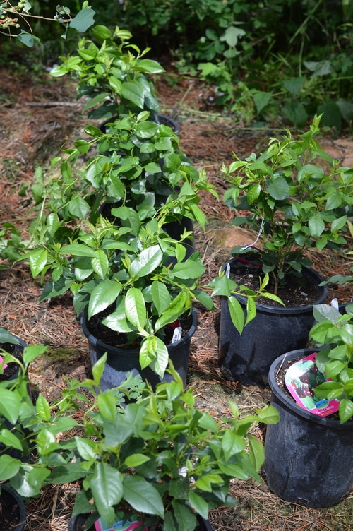 hardy cherries waiting to be transplanted